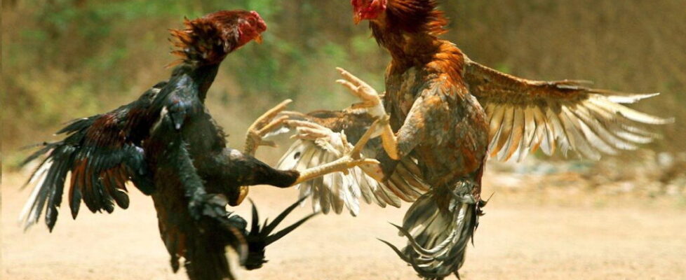 Cockfighting