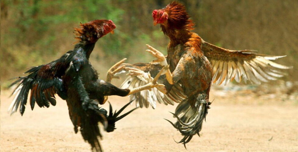 Cockfighting