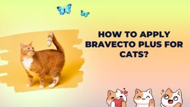 How to apply bravecto plus for cats?