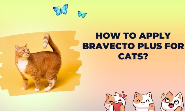 How to apply bravecto plus for cats?