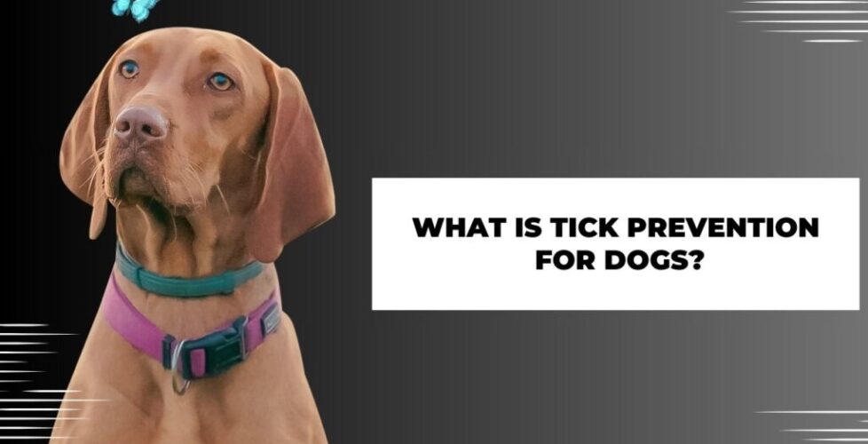 What is Tick Prevention for Dogs?