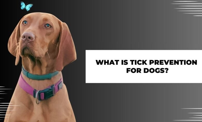 What is Tick Prevention for Dogs?