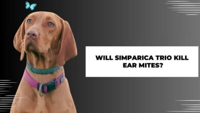 Will Simparica Trio Kill Ear Mites