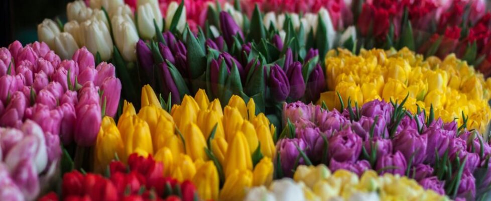 Choosing the Right Colors for Funeral Wreaths: Symbolism and Meaning