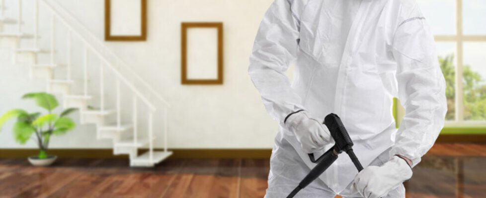 Guide Pest Control Effective Strategies and Bed Bug Treatment