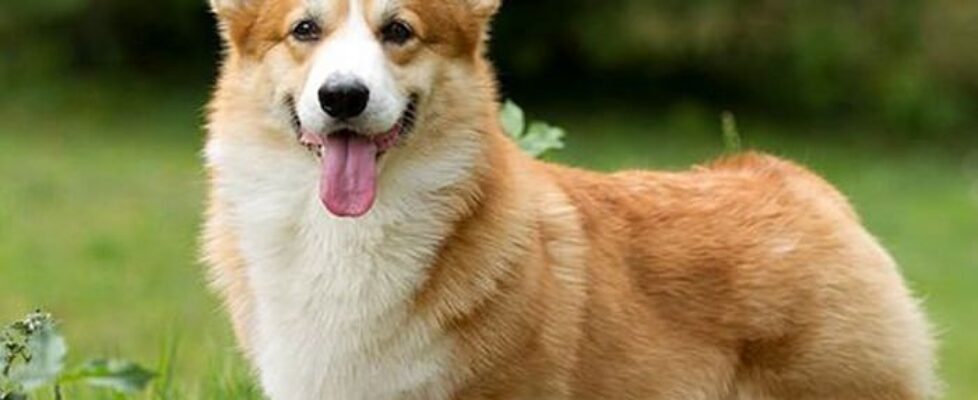 corgi fluffy gene