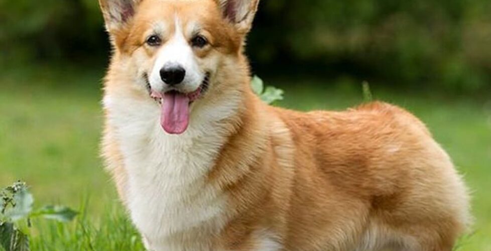 corgi fluffy gene